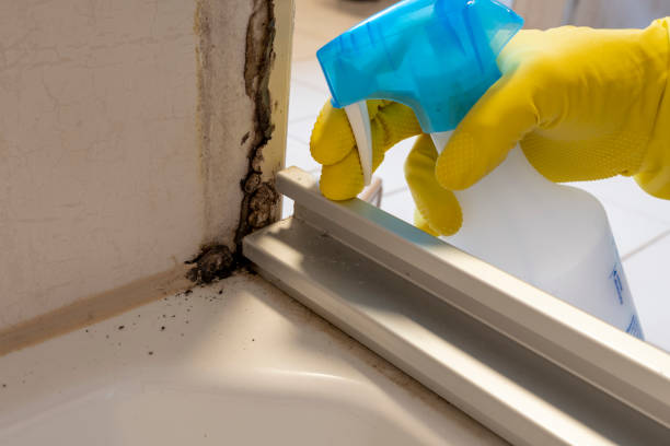 Best Emergency Mold Remediation  in Avon By The Sea, NJ